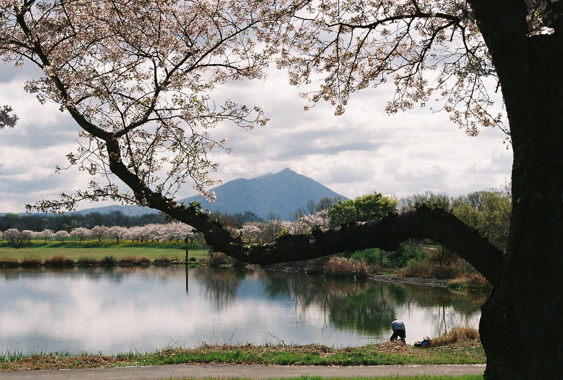 Cherry blossoms at a rural reservoir outside of Tokyo